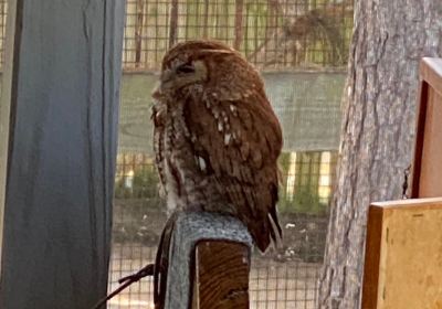 Audubon Center for Birds of Prey