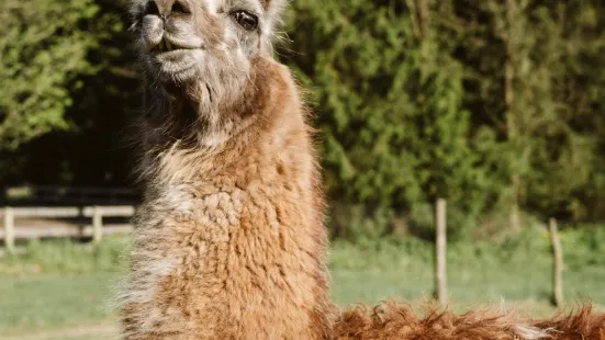 Lilymoore Alpaca and Llama Farm