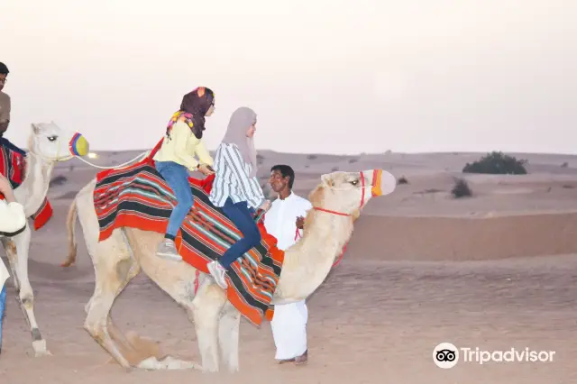 Camel Riding in Dubai