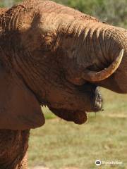 Parco nazionale degli Elefanti di Addo