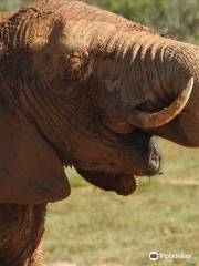 Parque nacional de los Elefantes de Addo