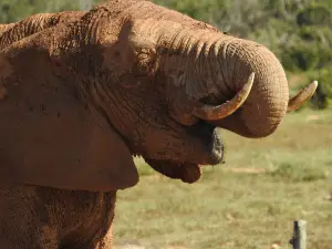 Parque nacional de los Elefantes de Addo