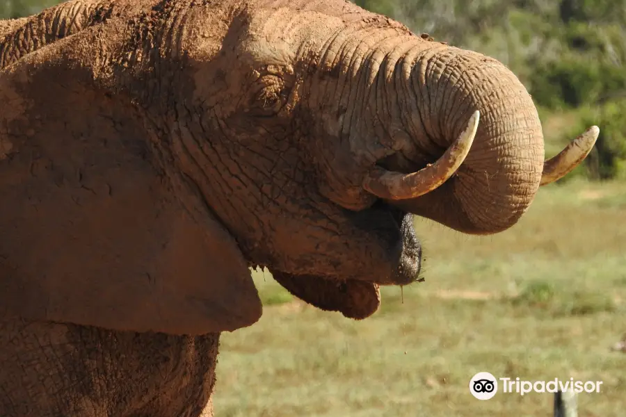 Addo Elephant National Park