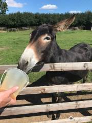 Radcliffe Donkey Sanctuary