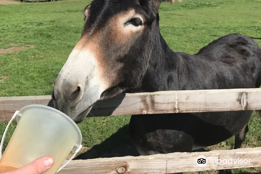 Radcliffe Donkey Sanctuary