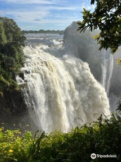 Maun