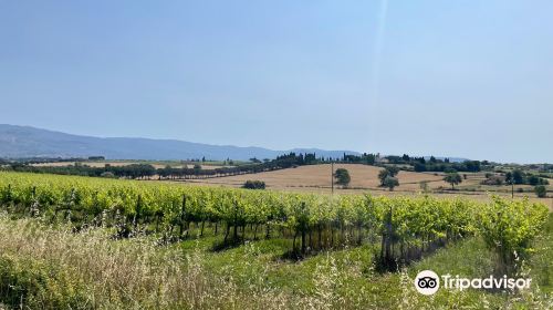 Winery Fattoria Cantagallo