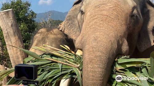 Elephant Freedom Village