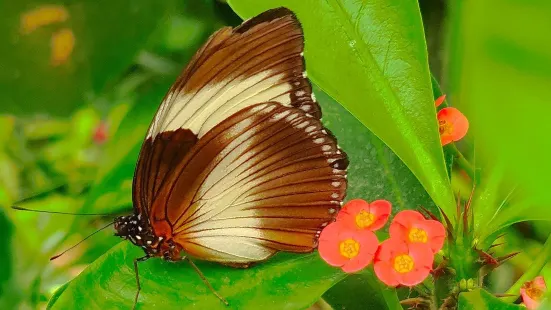 La Serre aux Papillons