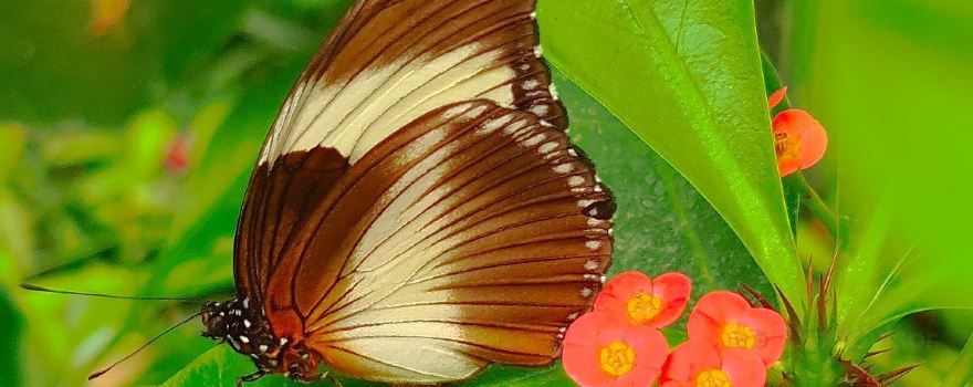 The Butterfly House