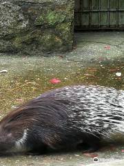 Piemājas zoo BRIEŽI