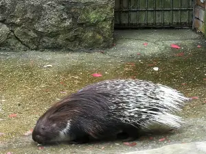 Piemājas zoo BRIEŽI