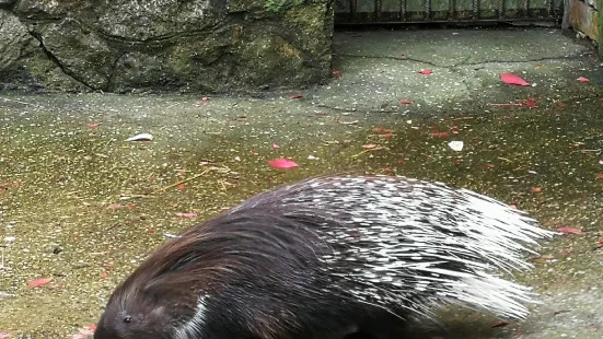 Piemājas zoo BRIEŽI