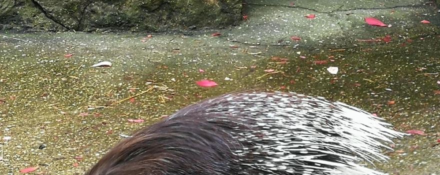 Piemājas zoo BRIEŽI