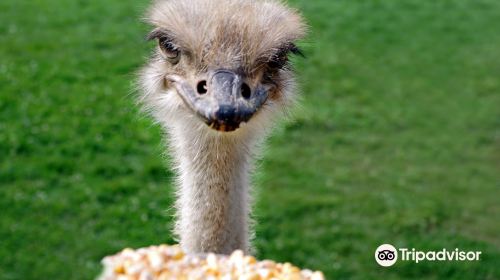 White Rock Ostrich Farm