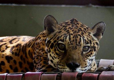 Zoologico do Batalhao do Forte Sao Joaquim