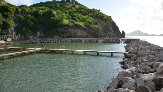 Dolphin Discovery St. Kitts