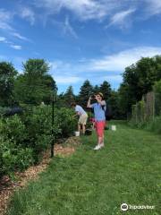 Blueberry Fields of Stillwater