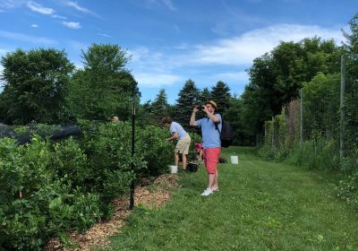 Blueberry Fields of Stillwater