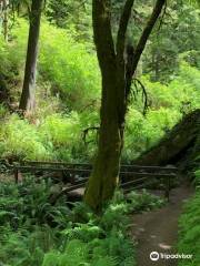 Boy Scout Tree Trailhead