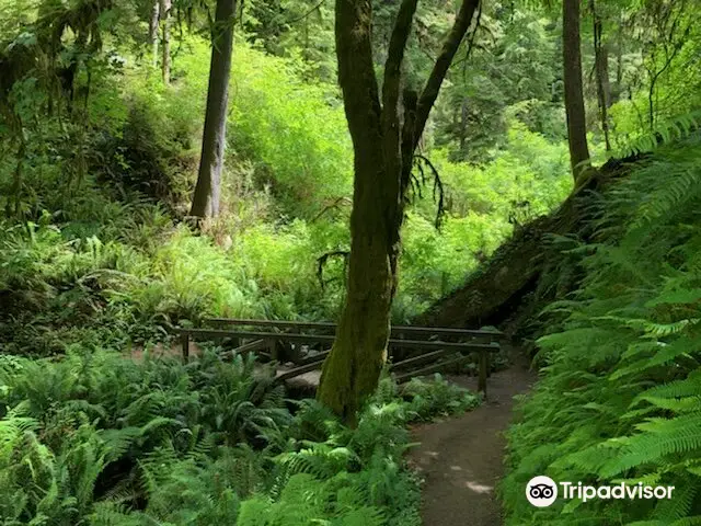 Boy Scout Big Tree Trail