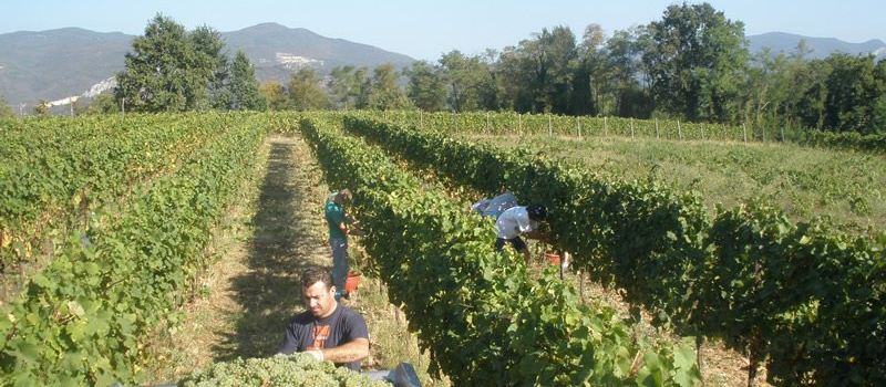 Azienda Agricola La Torre