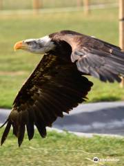 Herrings Green Activity Farm & Bird of Prey Centre