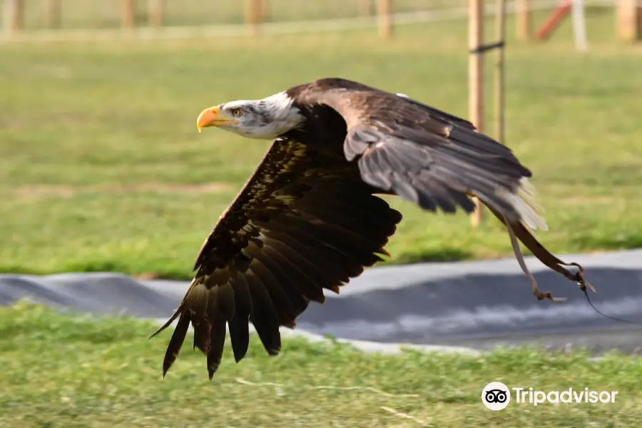 Herrings Green Activity Farm & Bird of Prey Centre