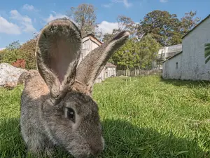 Manor Wildlife Park