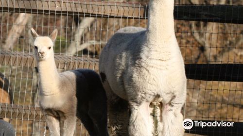 Faraway Farm Alpacas