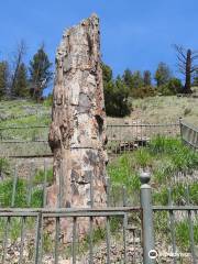 Petrified Tree