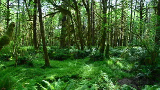 Quinault Rain Forest