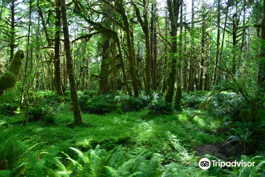 Quinault Rainforest