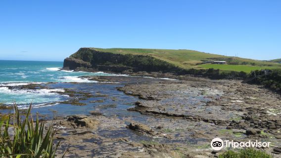 Petrified Forest Curio Bay