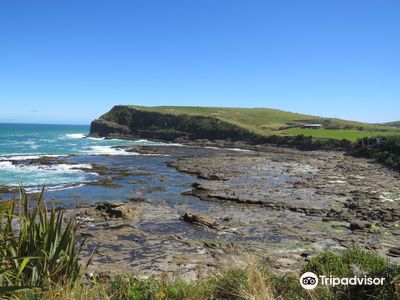 Petrified Forest Curio Bay