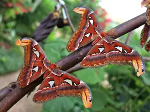 Butterfly Park of Benalmadena