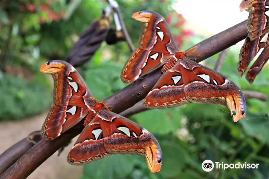 Butterfly Park of Benalmadena