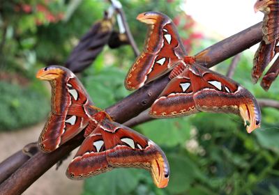 Butterfly Park of Benalmadena