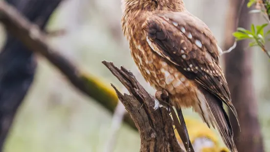 Eagles Heritage Wildlife Centre