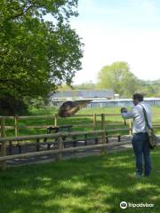 The Welsh Hawking Centre