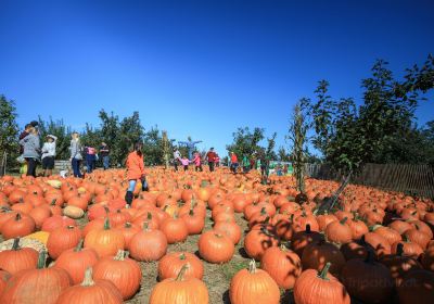 Apple Ridge Orchards