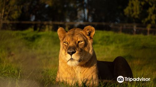 LIONSROCK Big Cat Sanctuary