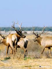 Tule Elk State Reserve