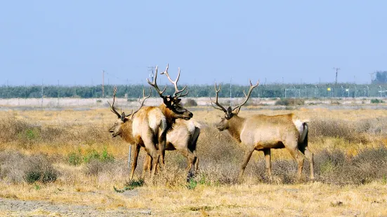 Tule Elk State Reserve