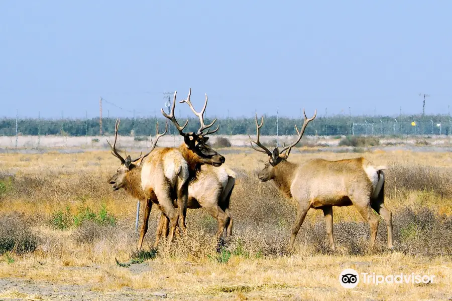 Tule Elk State Reserve