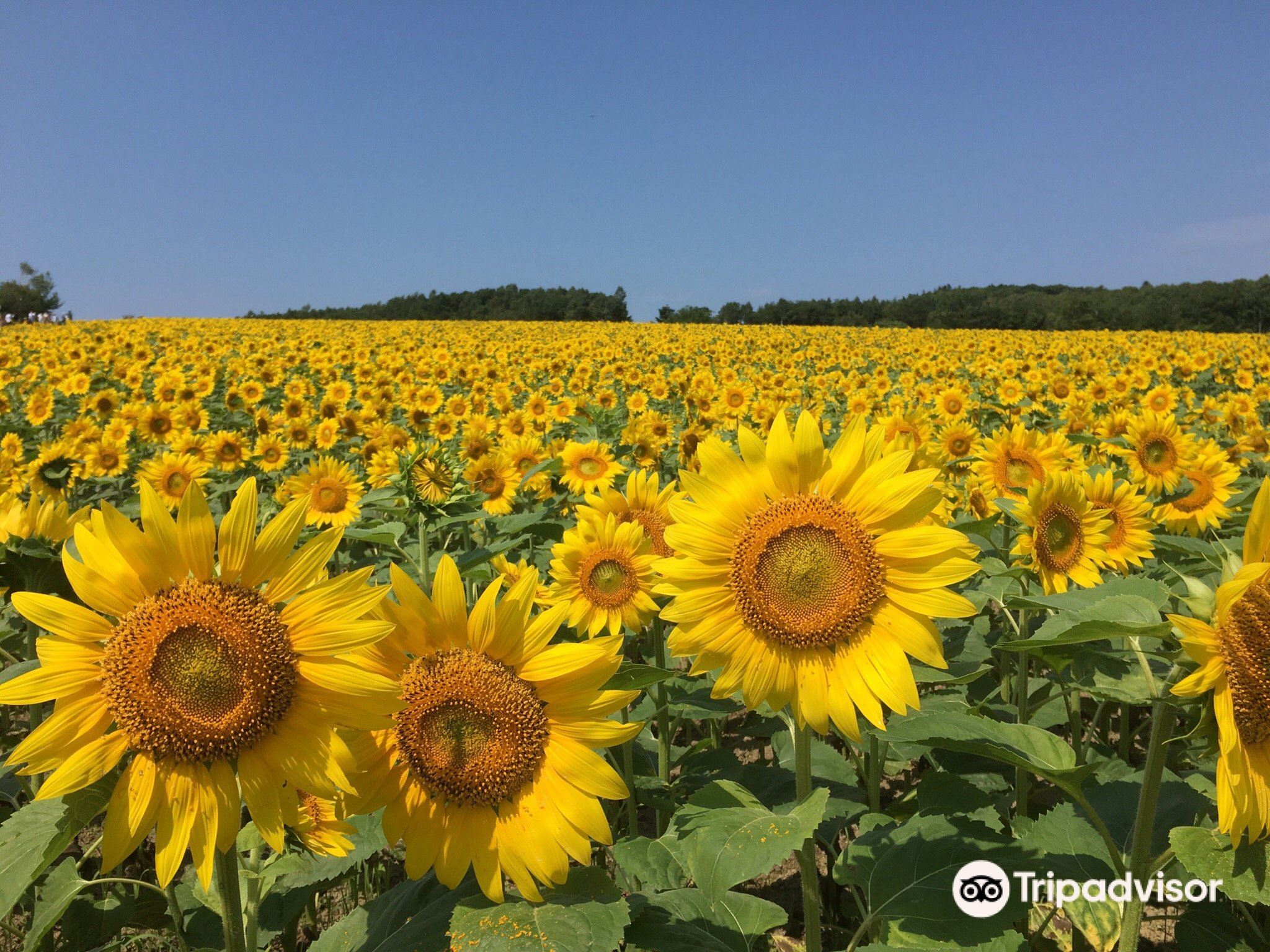 hokuryu-sunflower-village-photos-map-reviews-2024-trip