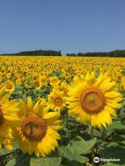 Hokuryu Sunflower Village