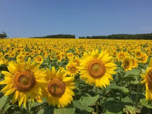 北竜町ひまわりの里