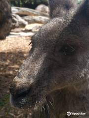 Jirrahlinga Dingo Conservation & Wildlife Education Centre