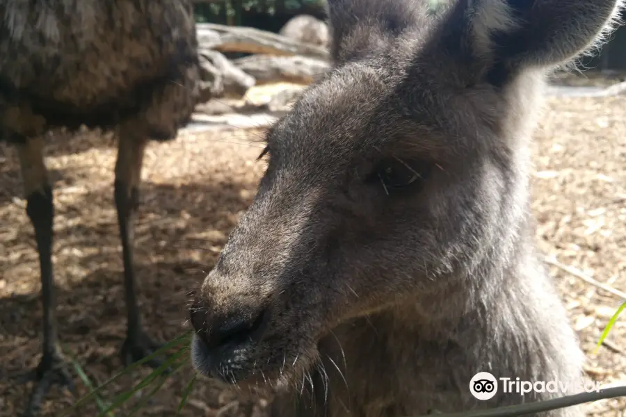 Jirrahlinga Koala & Wildlife Sanctuary